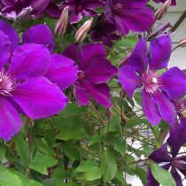 Clematis 