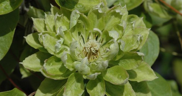 Clematis Green Passion