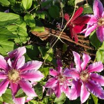 Clematis 