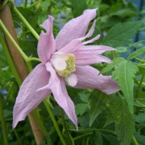 Clematis 