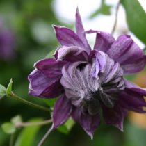 Clematis 