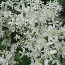 Plamének hořící neboli plamének „Bílý oblak“ (Clematis flammula