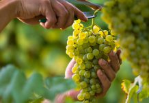 Летняя обрезка винограда — основные приемы