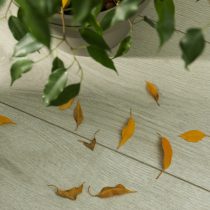 При чрезмерном удобрении листопад обычно является стадией, следующей за пожелтением или побурением листьев