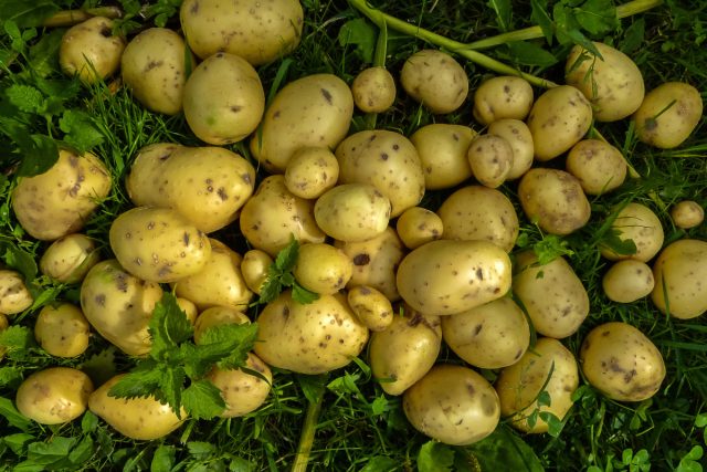 Молодой картофель можно подкапывать в начале-середине июня. Когда кусты картофеля цветут, это признак того, что они начинают формировать клубни под землей
