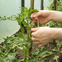 Веревка из джута — давний фаворит, используемый многими садоводами для подвязывания томатов