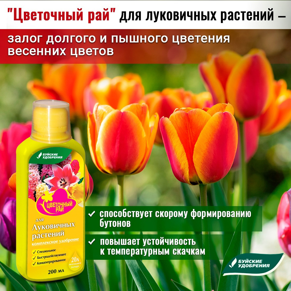 Цветочный рай для луковичных. Чем подкормить тюльпаны. Чем удобрять тюльпаны ранней весной?. Чем подкормить тюльпаны весной.