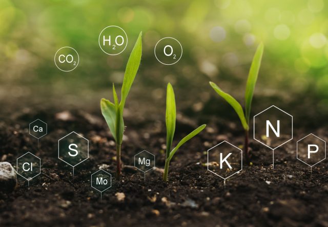 Существует шесть основных макроэлементов, которые необходимы растениям: углерод, водород, кислород, азот, фосфор и калий. Последние три питательных вещества поступают из почвы