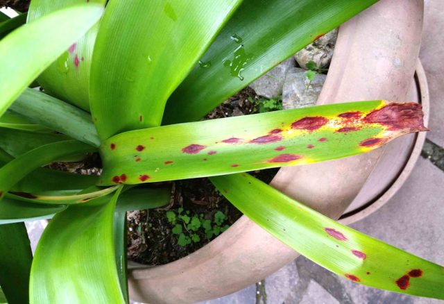 Эухарис почти не поражается вредителями, но определенную опасность может представлять стагоноспороз – грибковое заболевание амариллисовых. Оно выражается в появлении красных полос на листьях и на луковицах