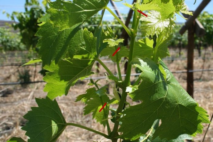 Летняя обрезка винограда: как избавиться от горошковости ягод