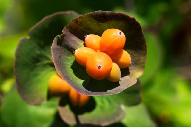 В конце июля-августе на месте цветков у жимолости каприфоль появляются ягодки: оранжевые или ярко-красные, собранные кучками по несколько штук. Они несъедобны, зато весьма декоративны
