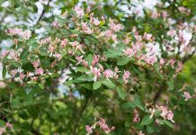 Жимолость каприфоль – ароматная лиана вашего сада