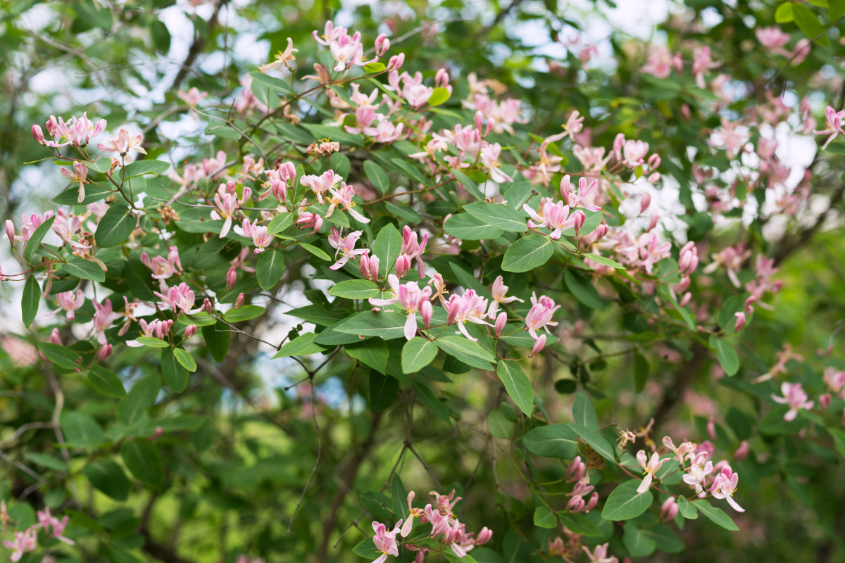 Жимолость каприфоль — ароматная лиана вашего сада. Фото — Ботаничка