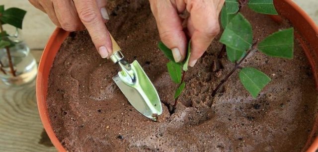 Заготавливают черенки жимолости каприфоль в середине-конце июля, когда растение отцветет. Для размножения подходят взрослые, уже одревесневевшие веточки