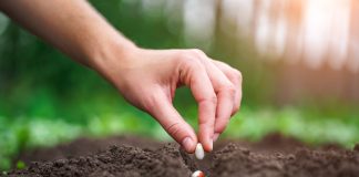 4 метода совместной посадки растений в огороде