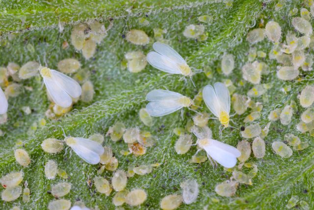 Белокрылки представляют собой белых насекомых в виде бабочек от 1 до 1,5 мм в длину, которые вспархивают с нижней стороны листьев, когда растения потревожены