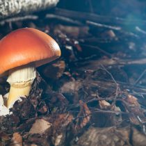 Красивые синонимы у гриба – кесарев гриб, царский гриб. Ближе к истине – Мухомор цезарский (Amanita caesarea), потому как это всё-таки мухомор