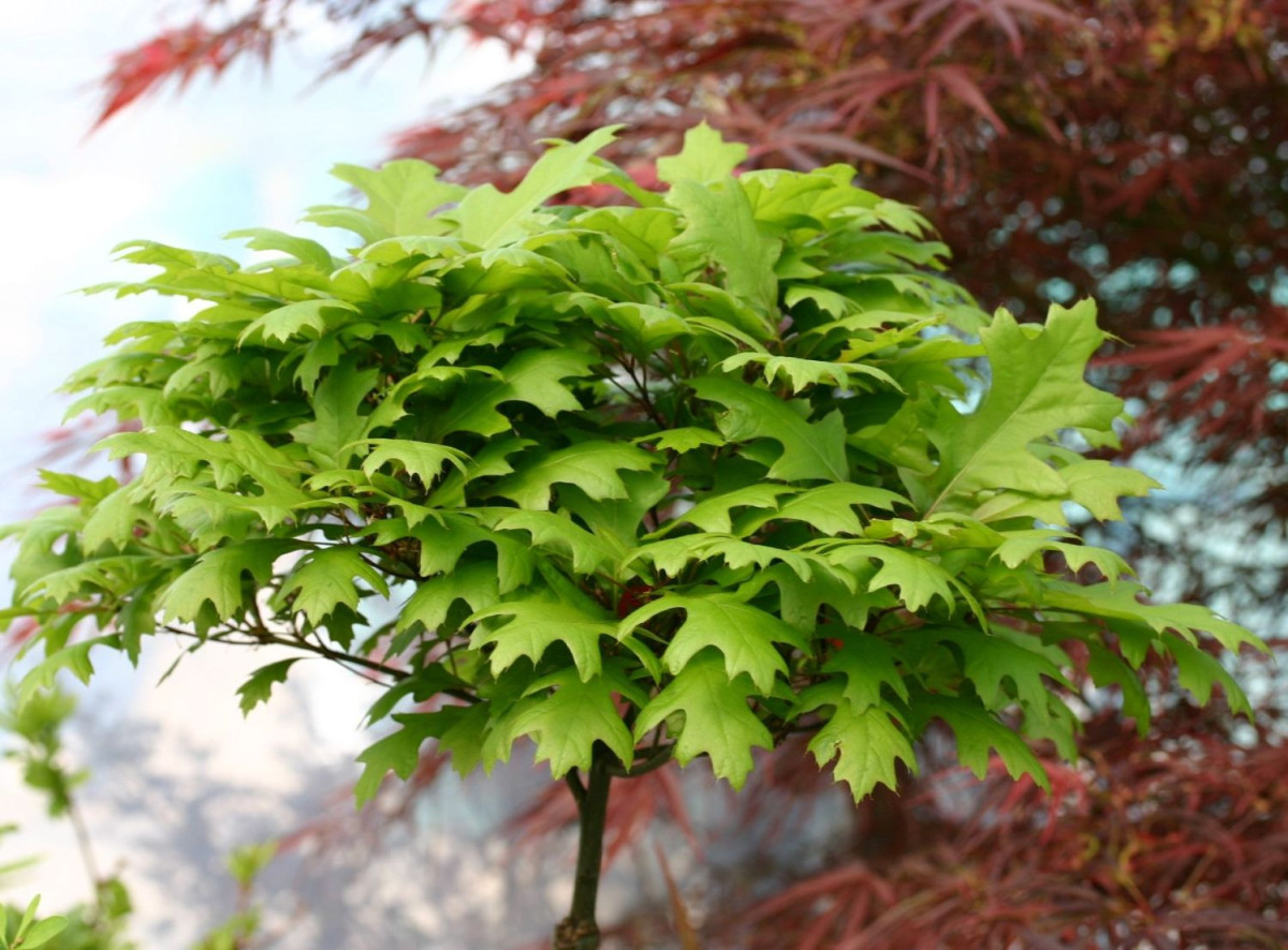 Дуб болотный Грин Дварф (Quercus palustris Green Dwarf)