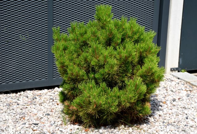 Горная сосна Мопс (Pinus mugo Mops)