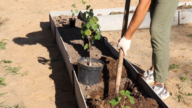 Pěstování hroznů – jednoduchý návod na péči a tipy pro začátečníky, jak založit vinici na osobním pozemku