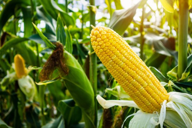Из овощей наибольшей жаростойкостью отличаются кукуруза, бамия и баклажаны