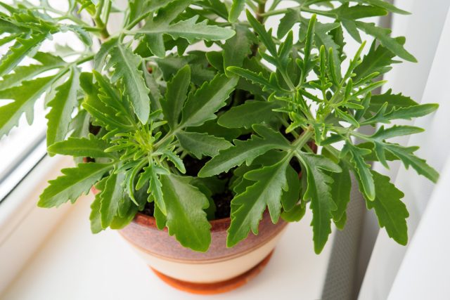 Каланхоэ «оленьи рожки» — популярное комнатное растение
