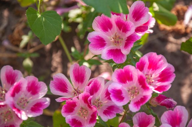 Кларкия — красивоцветущая однолетняя культура высотой до 60-70 см. Во всей красе предстает в августе, покрываясь большим количеством махровых, похожих на розочки, цветков розовых, оранжевых, красных оттенков