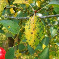 На вишне и черешне обнаруживаются пятна на листьях – коккомикоз
