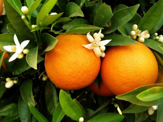 Если же хочется всего, побольше и прямо сегодня, сортовое деревце апельсина, предназначенное для комнатного выращивания и плодоношения, можно просто купить
