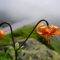 Лилия медеоловидная (Lilium medeoloides)
