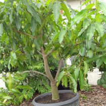 Горшок для манго лучше сразу выбрать довольно глубокий и просторный, поскольку корни у манго мощные, растет оно довольно быстро