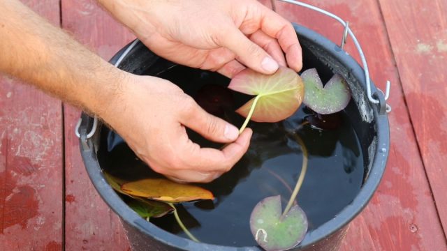 Нимфея — как вырастить кувшинку и оживить декоративный водоём?