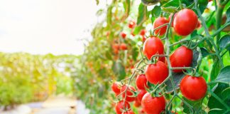 Почему томаты с толстой кожицей и как их использовать?
