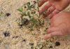 После высадки голубики, замульчируйте почву. Слой мульчи должен быть не менее 5 см, а лучше и ещё больше – 6-7. Мульча хорошо препятствует испарению влаги и не даёт разрастаться сорнякам