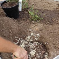 Подготовьте посадочную яму и почву для высадки голубики