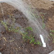 При посадке корневую шейку голубики нужно заглубить на 4-5 см ниже уровня земли. После высадки растения пролейте почву
