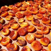 Плотные абрикосы отправляем на сушку, которую можно произвести в духовке, в электрической сушилке или по старинке на солнце