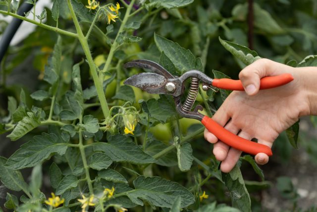 Правильная обрезка томатов сохраняет растения в управляемых масштабах и способствует увеличению урожая, а также увеличивает приток воздуха, предотвращая распространение болезней