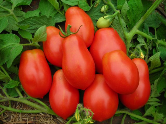 Обычно толстой кожурой славятся томаты сливки. Помидоры сорта «Рома» (Romа), которые считаются идеальными для консервирования и сушки благодаря более прочной структуре, имеют толстую кожицу