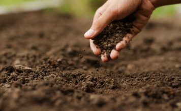 Восстанавливаем плодородие почвы