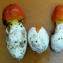 Неспециалистам категорически не рекомендуется брать цезарские грибы в стадии яйца. Потому что из аналогичного яйца «вылупляются» бледные поганки