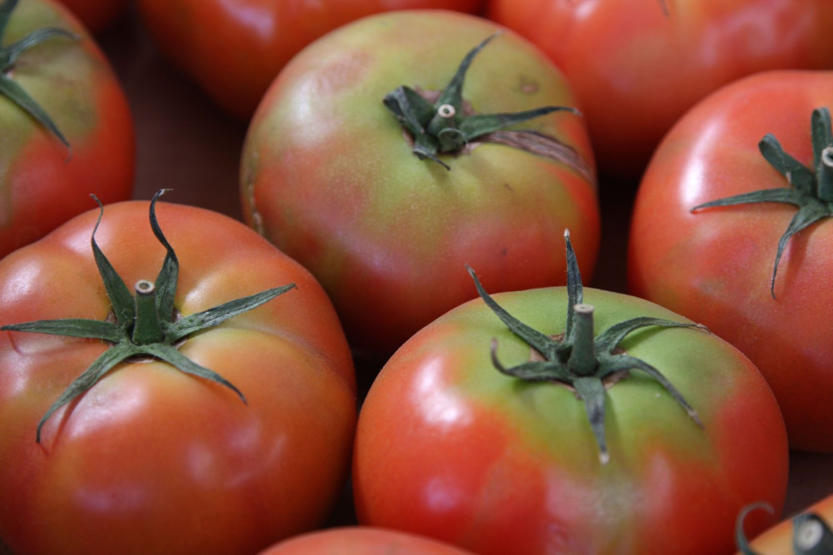 Зеленоплечие друзья: почему не созревают верхушки томатов. Фото — Ботаничка