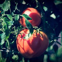 Затенение кустов томатов — один из лучших способов защитить ваши помидоры от слишком яркого солнца, что снизит риск возникновения зеленых плечиков