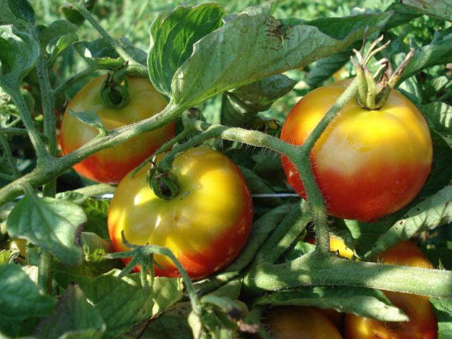 Созревающие помидоры, подвергающиеся длительному воздействию солнца и тепла, задерживают хлорофилл, оставляя помидоры зелеными. Нижние же части томата при этом остаются защищенными листвой и верхушкой плода