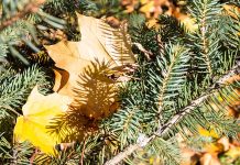 Чем подкормить хвойные осенью? - Блоги компаний Чем подкормить хвойные осенью?