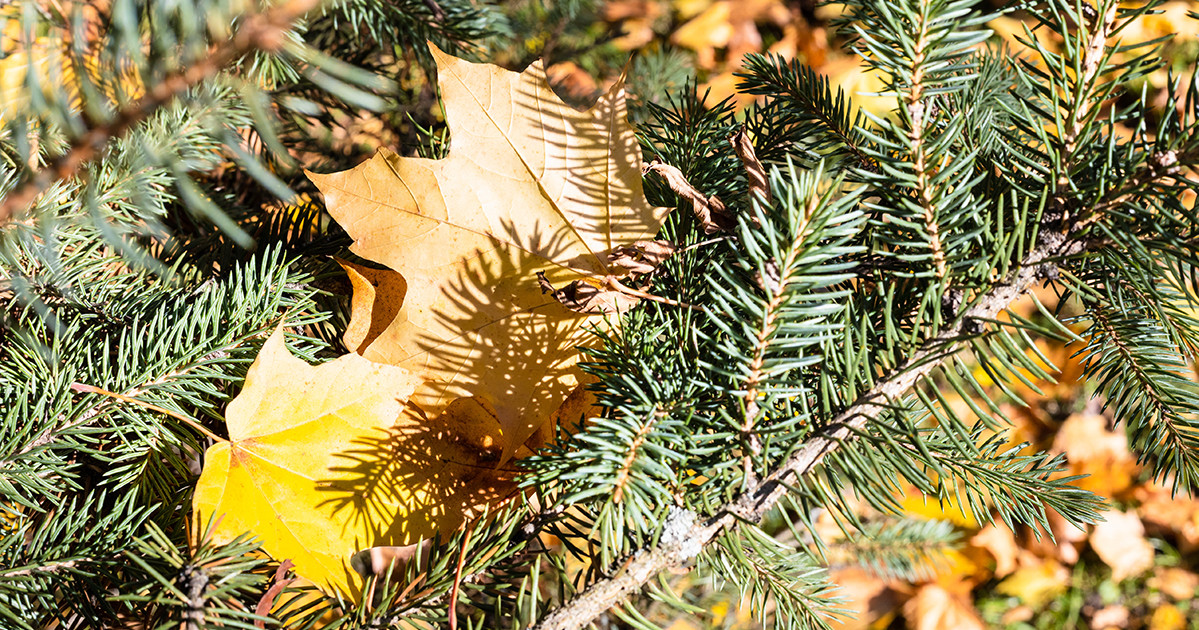 Чем подкормить хвойные осенью? — Ботаничка