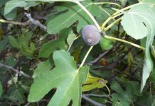 Вопрос про аномальное созревание инжира