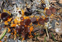 Как грибы помогают саду? — Знакомимся с аскомицетами - Сад и огород Как грибы помогают саду? — Знакомимся с аскомицетами