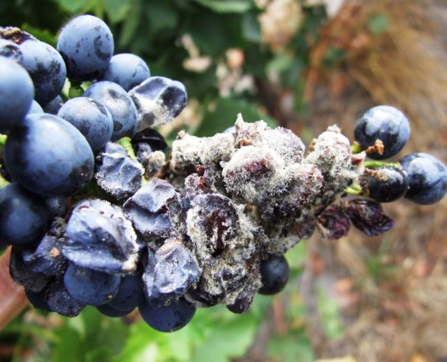 Ненавистный садоводам Botrytis cinerea, возбудитель серой гнили, давно и успешно используется в виноградарстве с целью получения материала для дорогущих ботритизированных вин