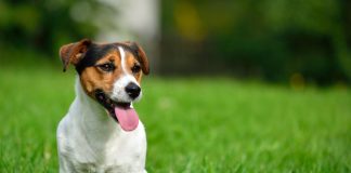 Гипоаллергенные породы собак — разнообразие вариантов